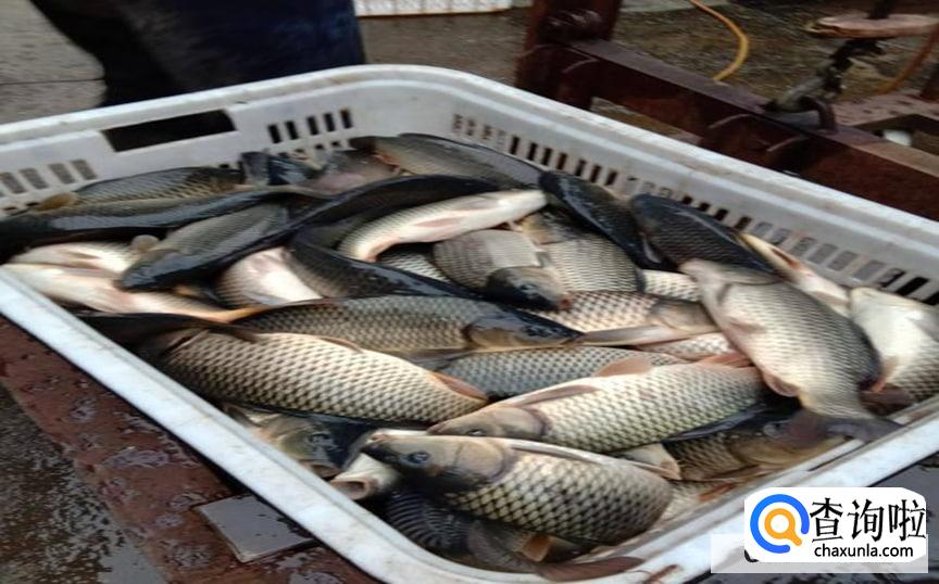 鱼塘养殖什么鱼赚钱