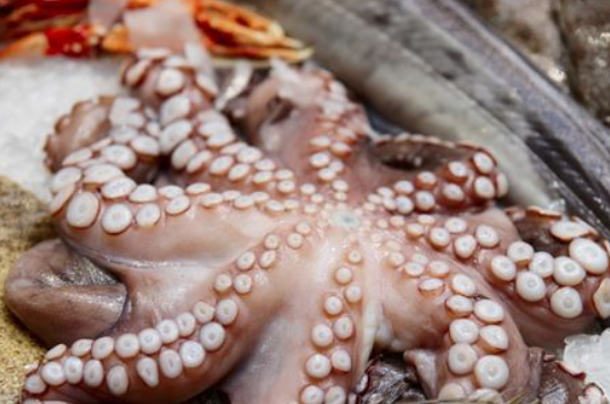 乌贼和章鱼的区别