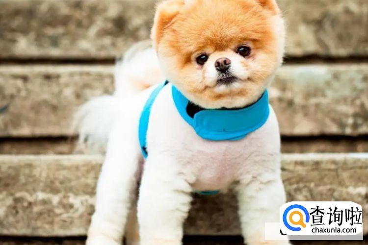 小狗怎么训练不在屋里大小便