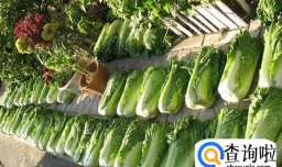 教你如何腌一缸正宗的东北酸菜