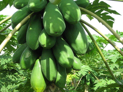 木瓜的网络含义