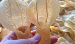 花胶和鱼胶的区别