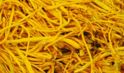 虫草花哪些人不能吃？