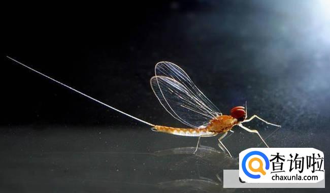 蜉蝣为什么只能活一天就死了