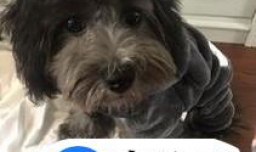 秀恩爱为什么叫撒狗粮