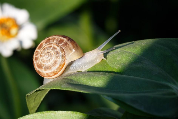 牙齿最多的动物是哪个动物