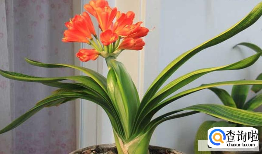 君子兰的养殖方法和注意事项