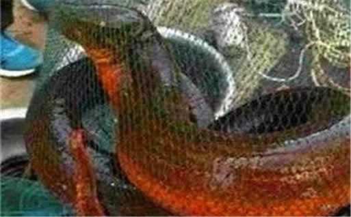 世界上最大的黄鳝