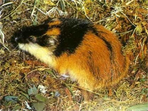 为什么旅鼠要投海赴死