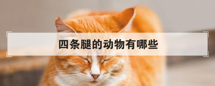四条腿的动物有哪些