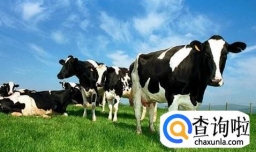 购买进口牛奶安全吗，哪个国家的质量更好