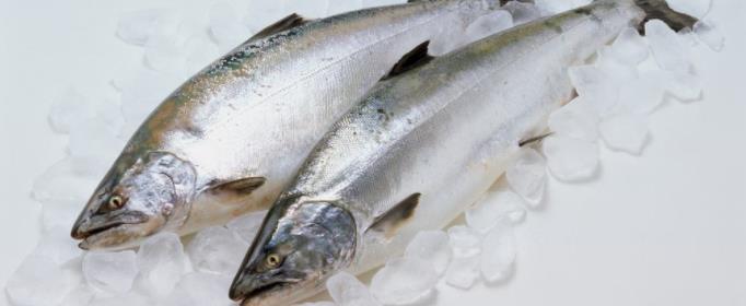 为什么有的鱼能监测水质污染