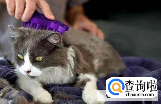 猫咪掉毛太严重怎么办