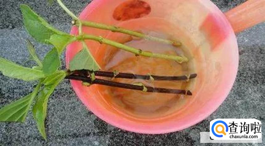 如何辨别扦插是否成功