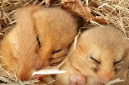 冬眠的动物有什么?