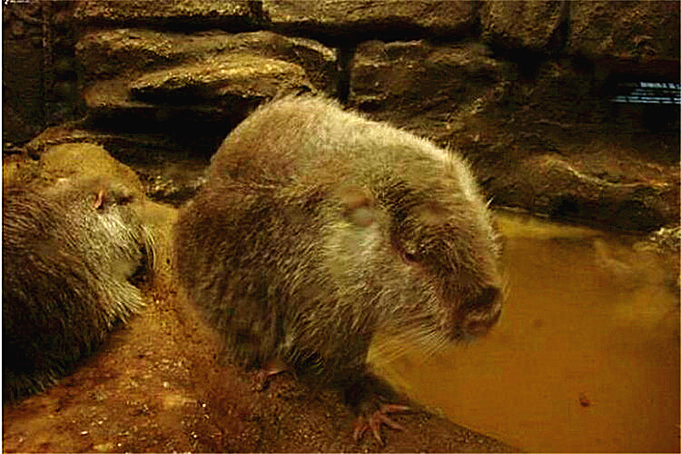 世界上最大的老鼠有多大