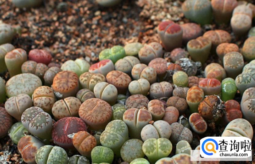 多肉植物怎么养护?