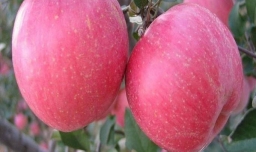 红富士苹果苗新品种有哪些？