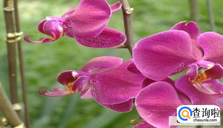 蝴蝶兰开完花要怎么养