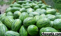 新疆的西瓜很甜吗