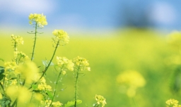 天涯何处无芳草下一句是什么