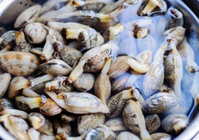 文蛤和花蛤的区别