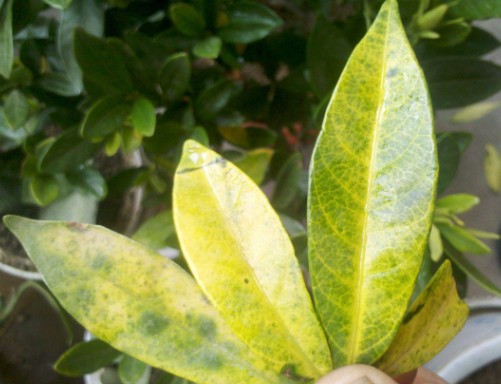 栀子花叶子发黄是什么原因