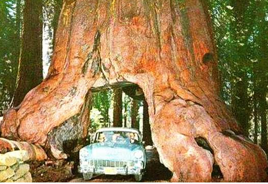 世界上最大的树