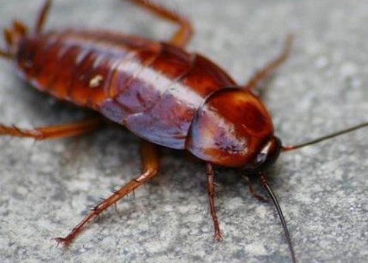 蟑螂为什么会飞