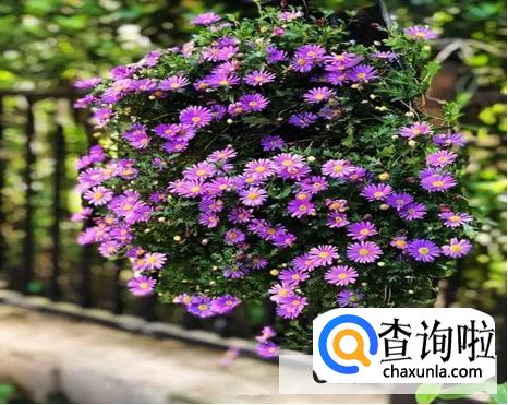 姬小菊夏天怎么养护最好