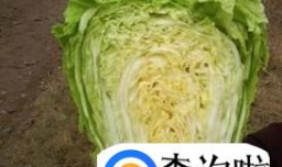 腌白菜帮的家常做法