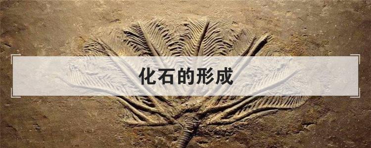 化石的形成