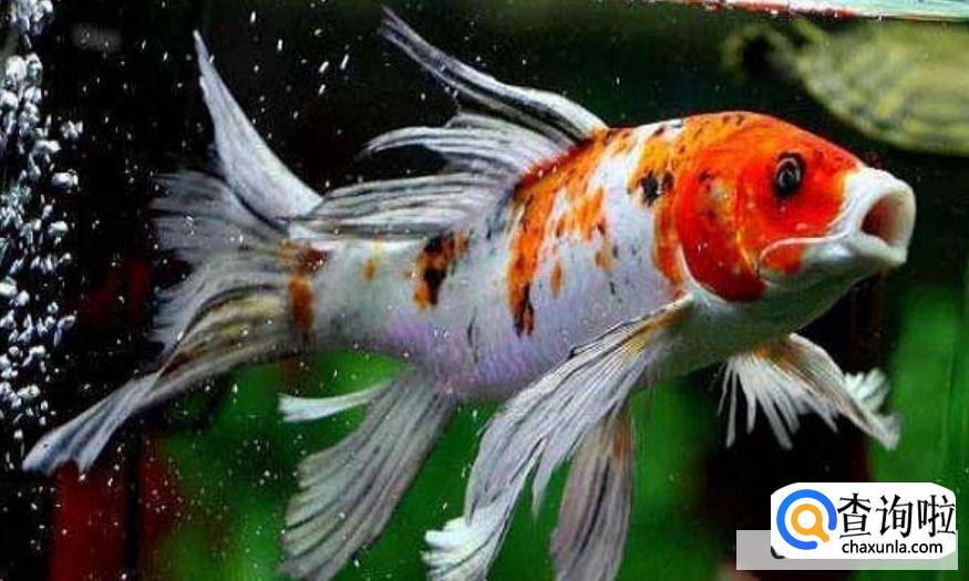 新手养锦鲤入门基础教程