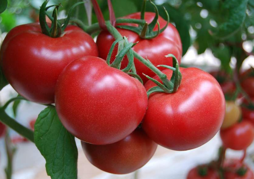 tomato是什么意思