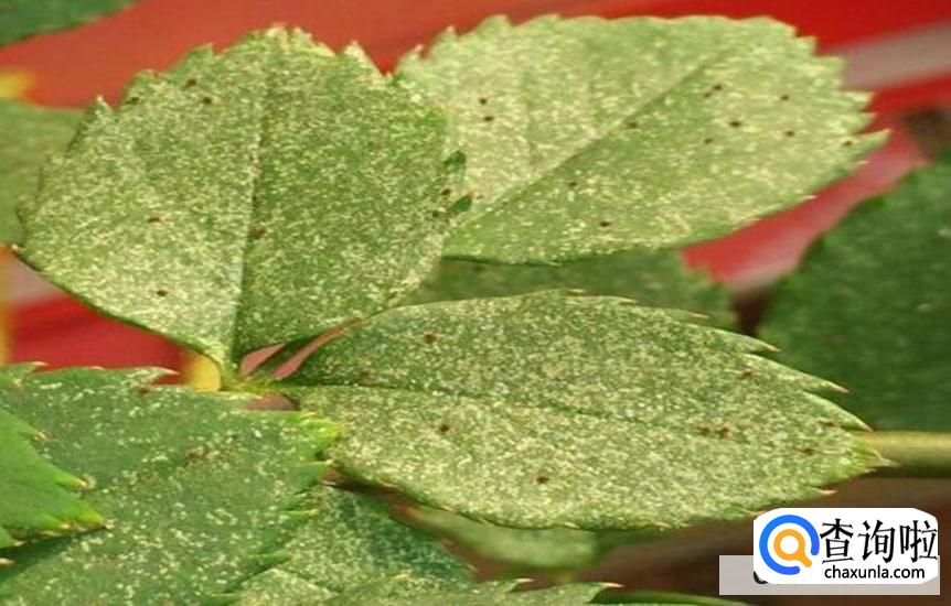 月季长红蜘蛛要怎么办呢