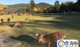 奈良穷游旅游攻略