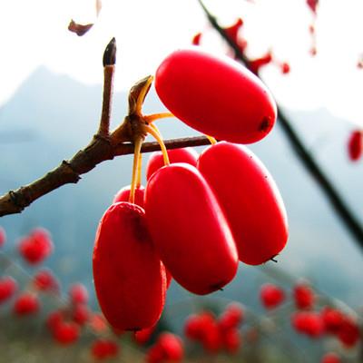 茱萸是什么植物