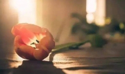 岁月静好什么意思