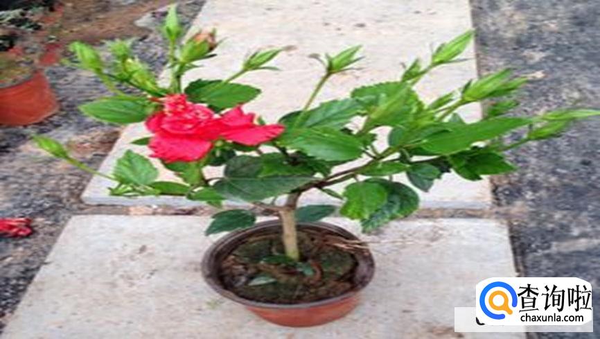扶桑牡丹的养殖注意事项