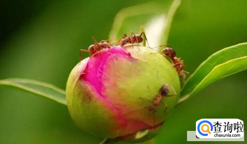 芍药花骨朵上有蚂蚁怎么办