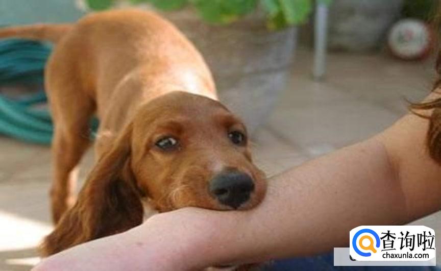 被狗咬了流血怎么办？打针费用多少？