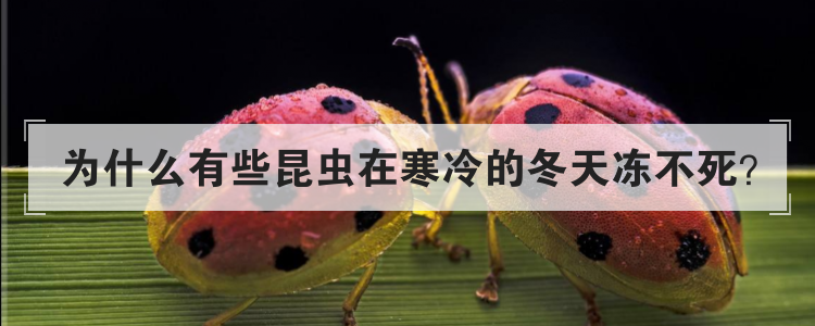 为什么有些昆虫在寒冷的冬天冻不死