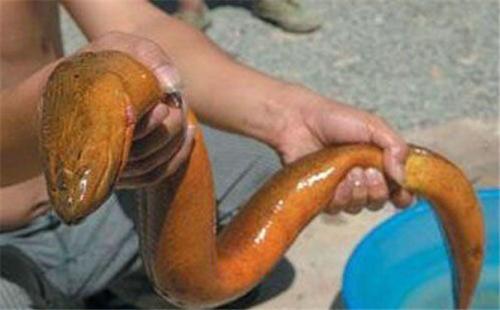 世界上最大的黄鳝