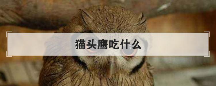 猫头鹰吃什么