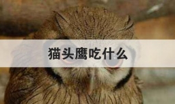 猫头鹰吃什么