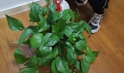 为什么绿萝出现烂根