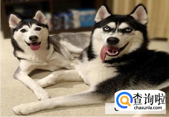 哈士奇都会拆家吗