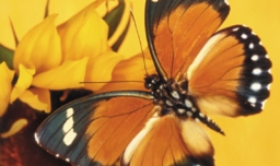 蝴蝶辨别食物味道用身体哪个部位？