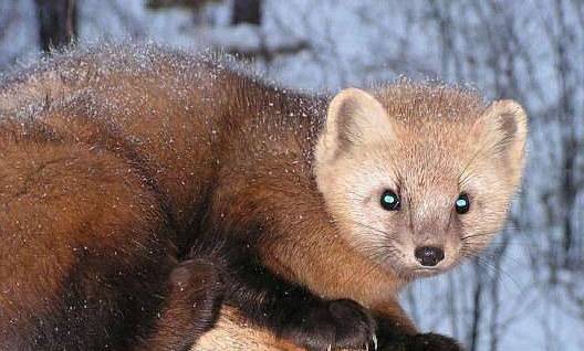 东北三宝分别是什么