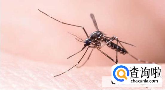 夏天蚊子喜欢什么颜色的衣服不被叮咬
